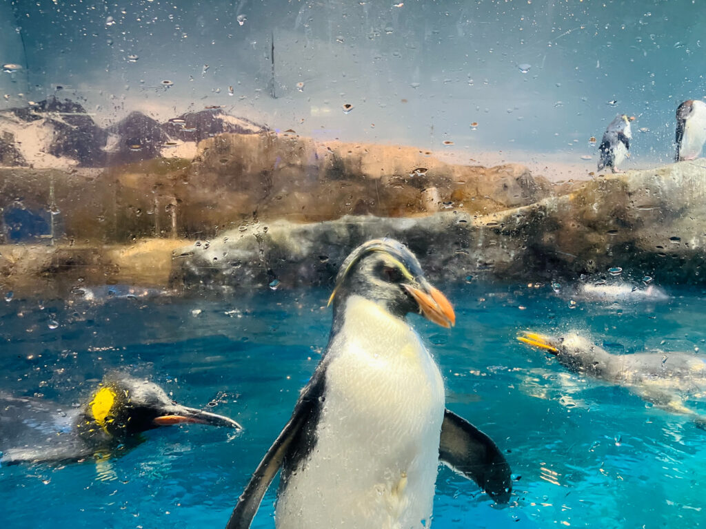 ペンギン水族館03