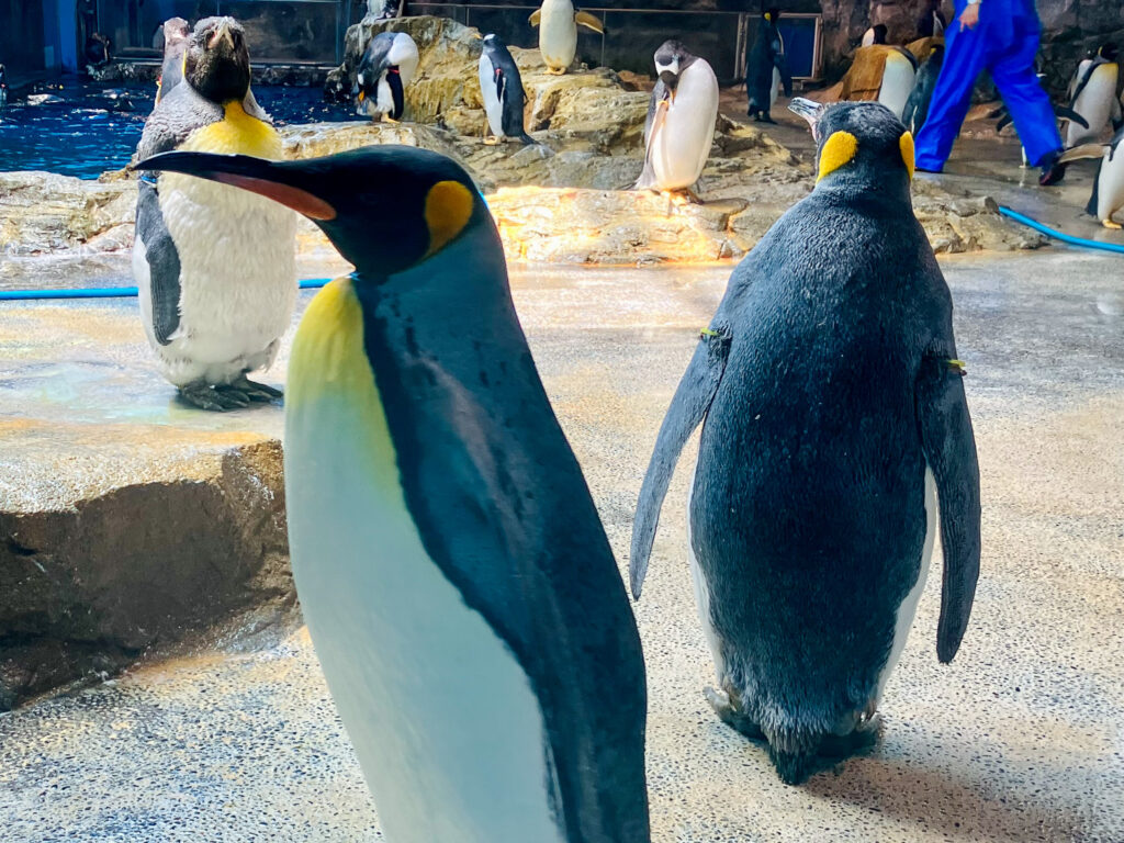 ペンギン水族館06