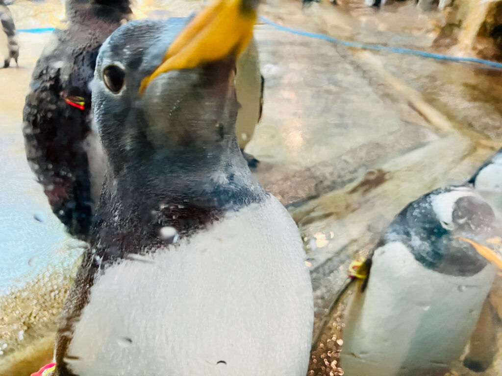 ペンギン水族館08